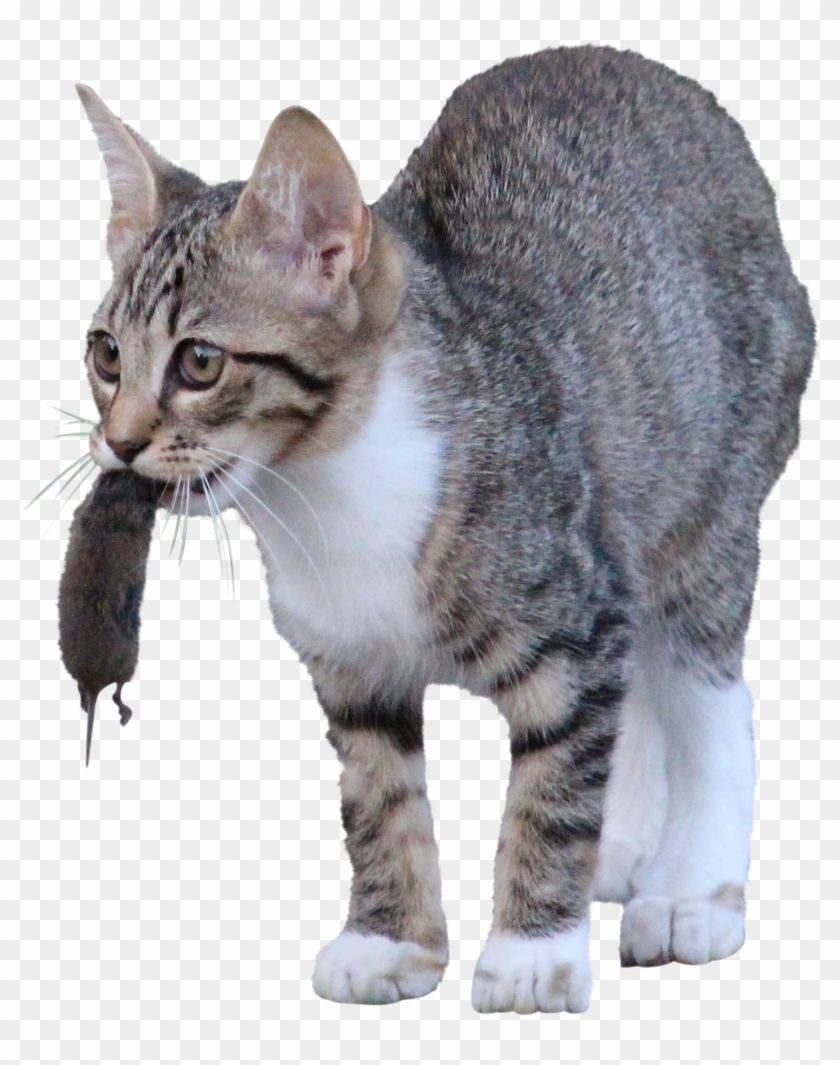 Cat-904787 Clip - Domestic Short-haired Cat - Png Download #4090969