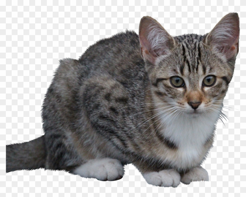 Cat-896232 Clip - Kompromis Dziewczyna Chciała Kota - Png Download #4091067