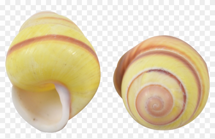 Banded Yellow Snail Shell - Lymnaeidae Clipart #4094242