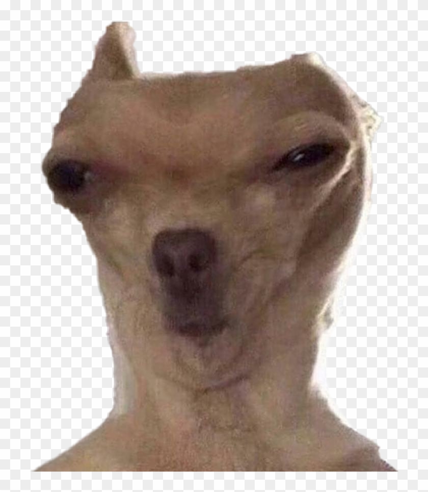 #dog #dogs #meme - Crispy Sprite Meme Dog Clipart