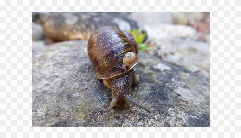 Rip Jeremy The Snail - Jeremy The Left Leaning Snail Clipart #4094416