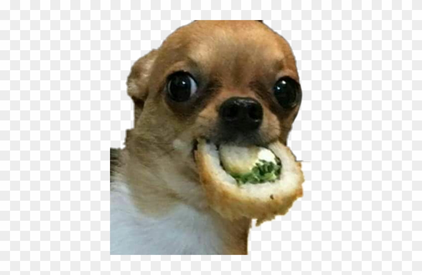 #sushi #dog #meme #food #picsart #funnypets #funnymemes - Chihuahua With Sushi Clipart