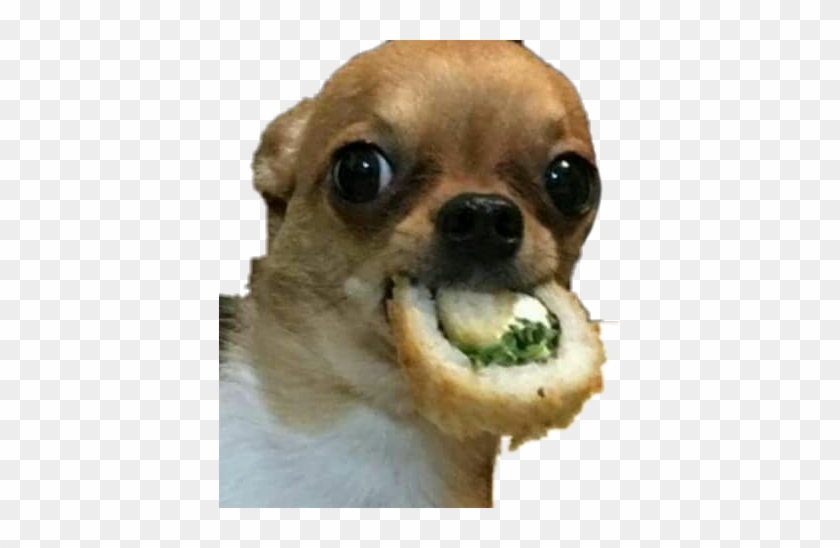 #sushi #dog #meme #food #picsart #funnypets #funnymemes - Chihuahua With Sushi Clipart #4094476
