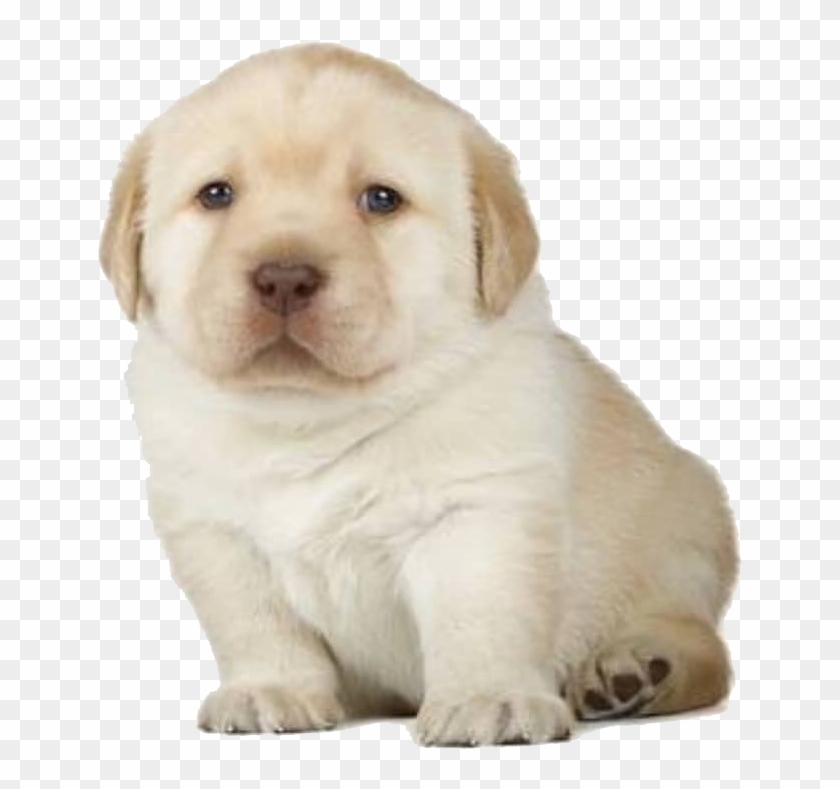 Dog Mammal Vertebrate Dog Breed Canidae Puppy Labrador - 4 Week Golden Retriever Clipart #4094518