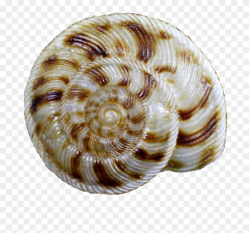 Anguispira Stihleri Shell Top Clipart
