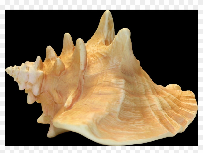 Shell, Free Pngs - Conch Shell With Transparent Background Clipart
