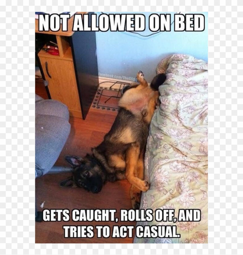 Author Cleanmemesposted On March 24, 2019 February - German Shepherd Shame Meme Clipart #4094843