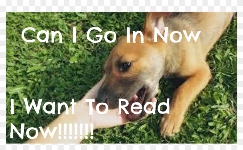 << Previous - Dog Clipart