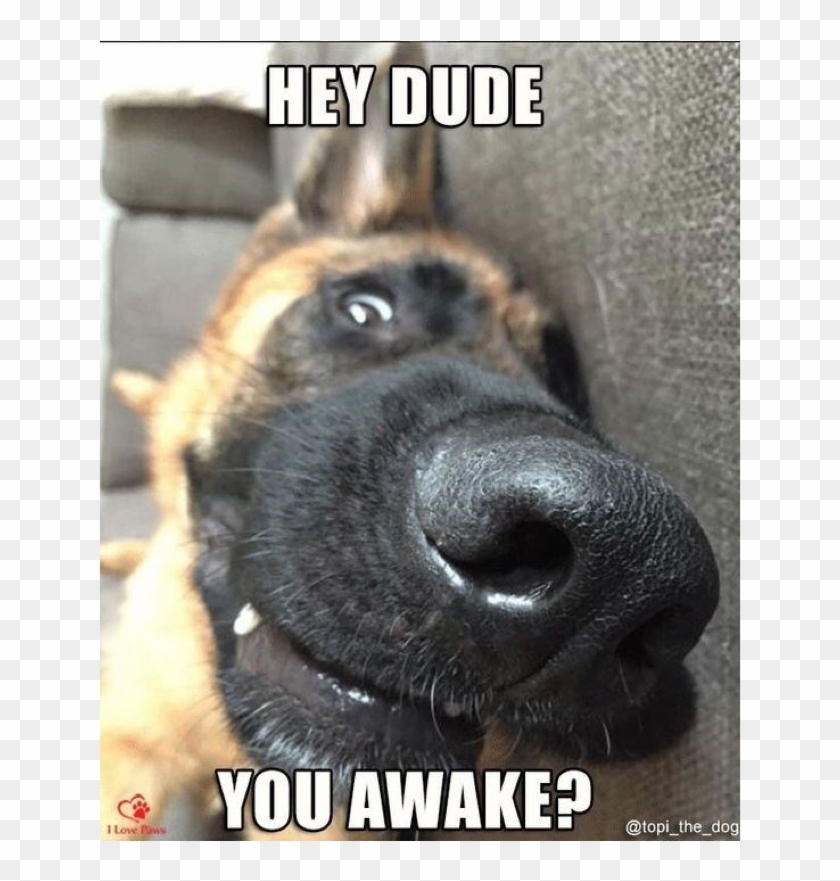 Author Cleanmemesposted On March 25, 2019 February - German Shepherd Funny Meme Clipart #4095249
