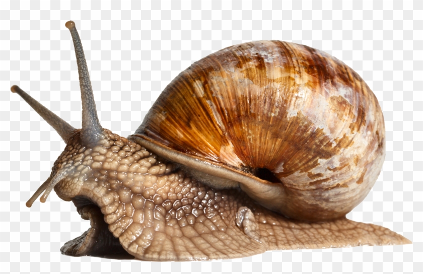 Snails Adexlt - Side View Of Snail Clipart #4095324
