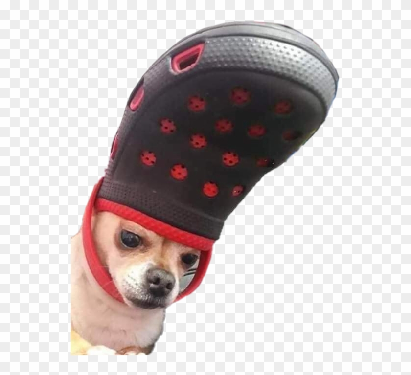 #dog #doggo #meme #crocs #chihuahua #funny #perro #lomito - Chihuahua In A Croc Clipart