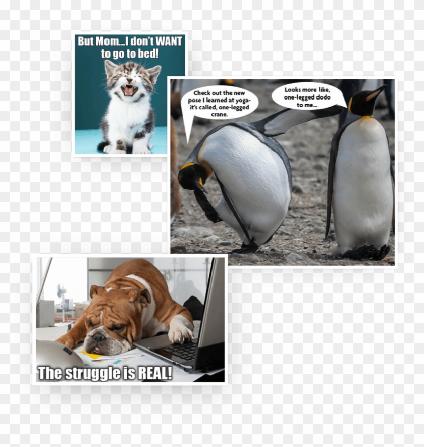 Insider Meme Contest Aaa Northeast - Flexible Penguin Clipart
