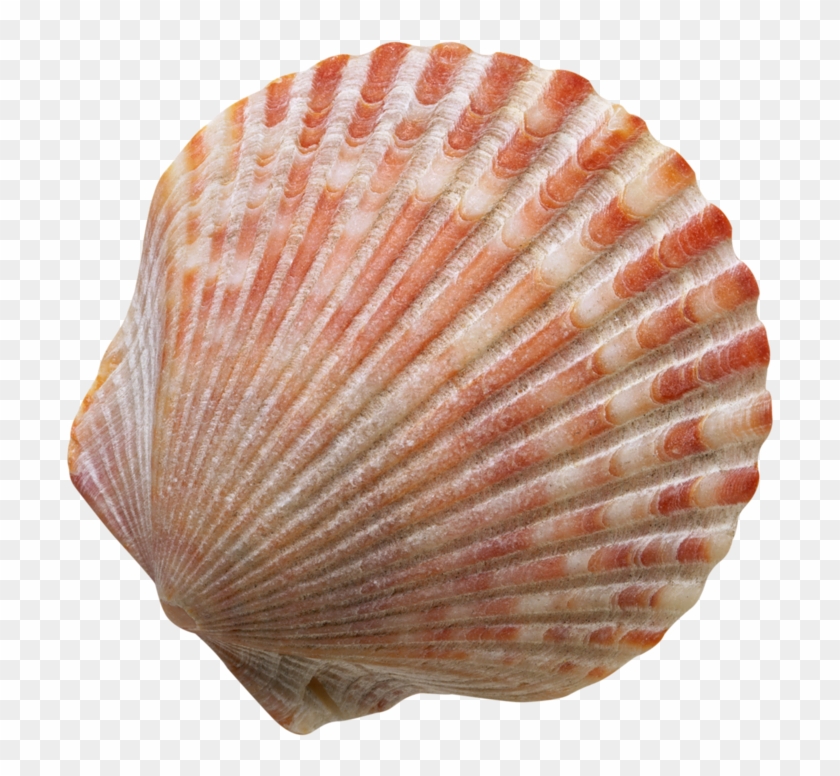 Фотки Scallop Shells, Seashells, Sea Shells Image, - Caracol De Mar Png Clipart