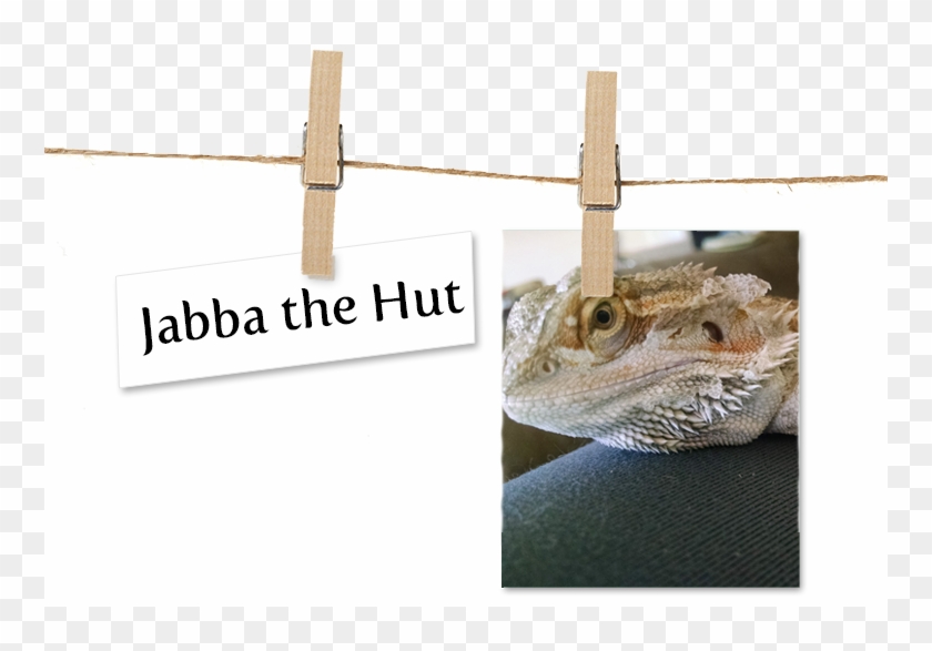Lizard Clipart