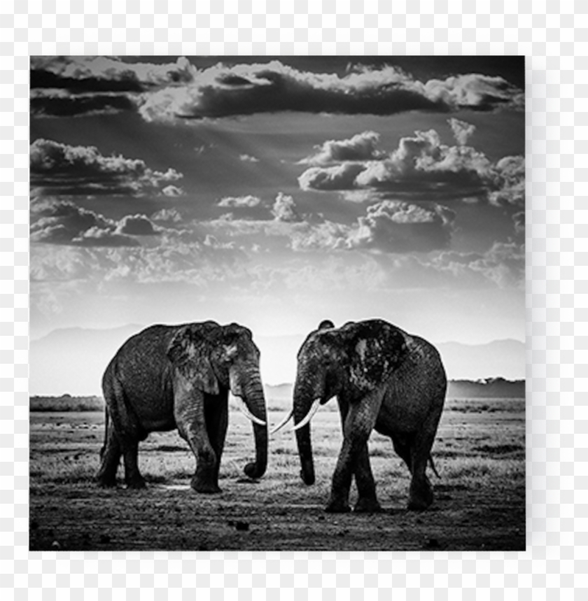 Photo The Road Is Closed, Kenya - Laurent Baheux Wild Africa Clipart #4098391