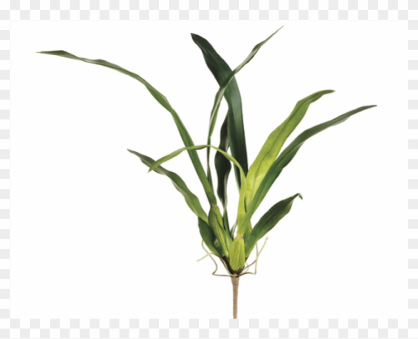 19" Oncidium Orchid Leaf Plant With 13 Leaves And 5 - Grass Clipart #4099382