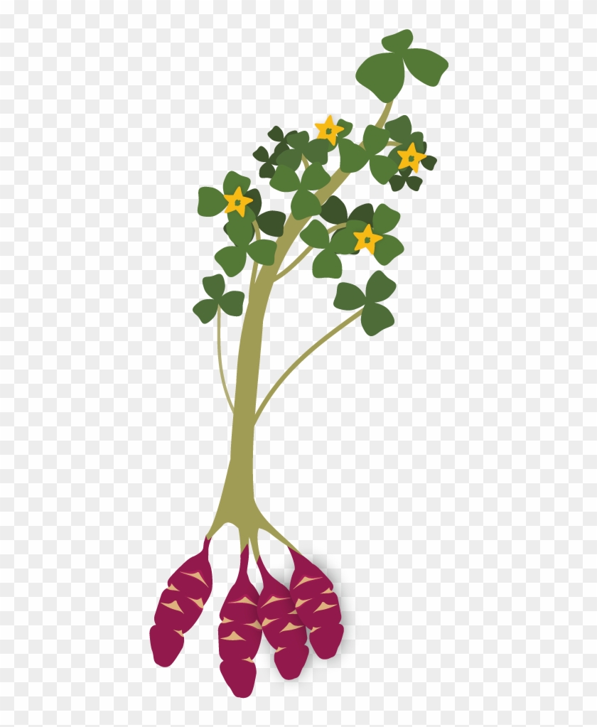 Roots Clipart Texas Root - Planta De La Oca - Png Download