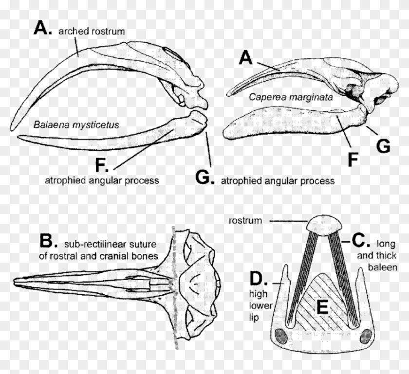 Feeding Mechanisms Of Balaenidae And Associated Features. - Rostrum Skull Clipart