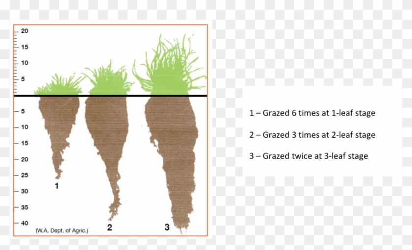 Increasing Carbon Flows Into Plants Produces A More - Animal Clipart