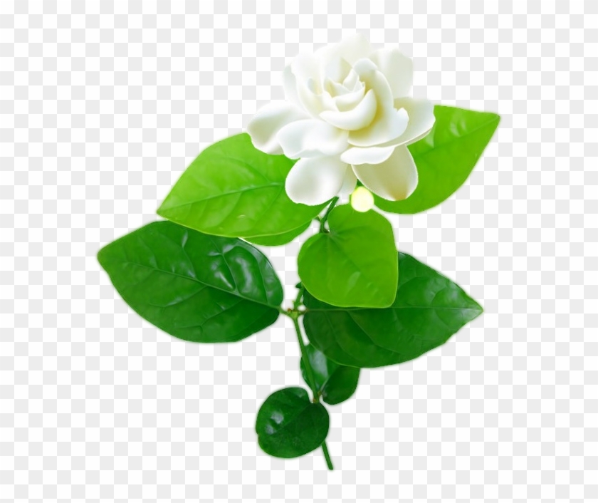 Jasmine Flower With Leaves Png - Jasmine Flower With Leaf Clipart #410883