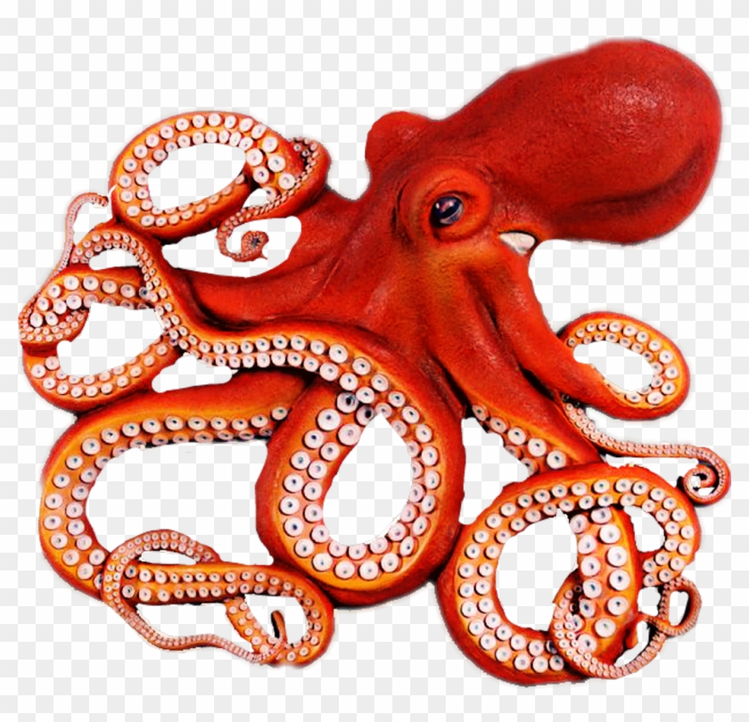 Octopus Png Clipart #411075