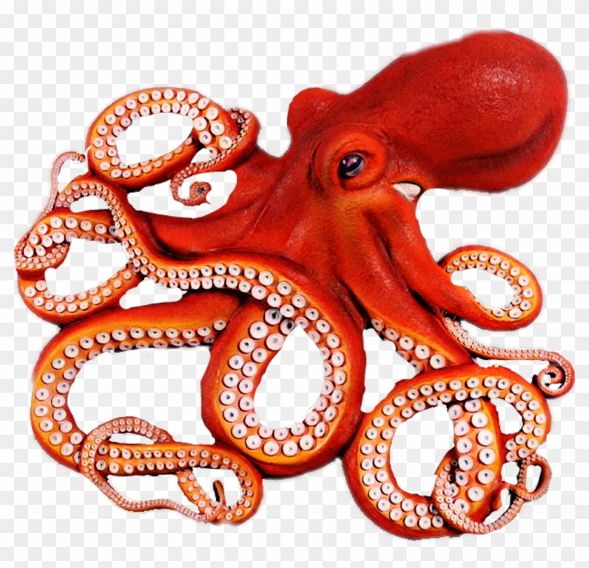 Octopus Png Clipart