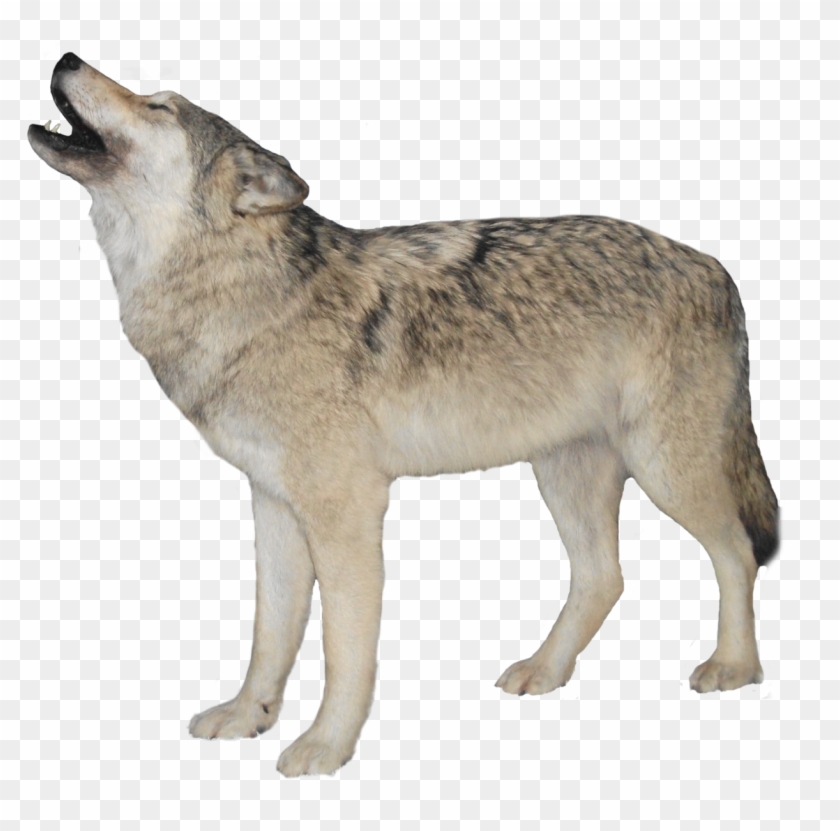 Clip Stock Wolf Png Images All - Wolf Transparent Background #414530