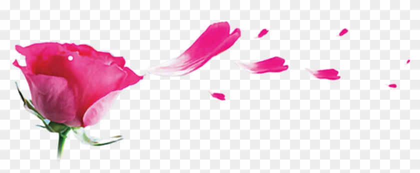 Ftestickers Sticker - กลีบ ดอกไม้ Clipart #414826