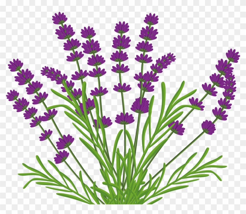1871 X 1784 13 - Transparent Lavender Vector Clipart