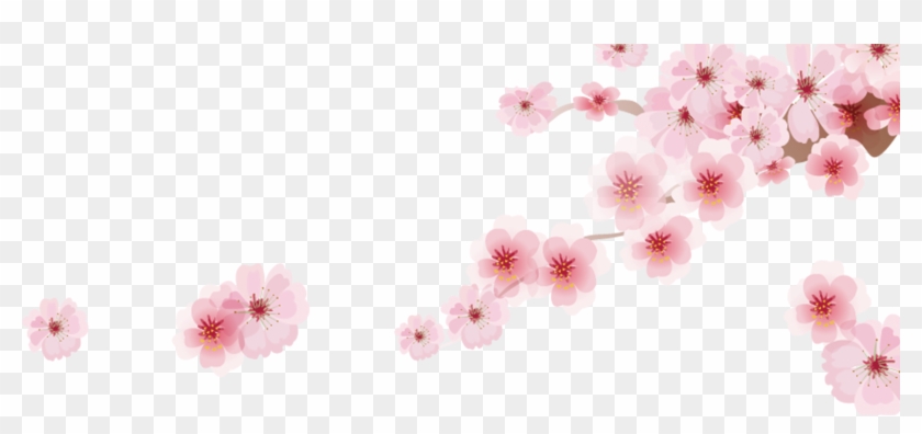 Cherry Blossom Png Clipart