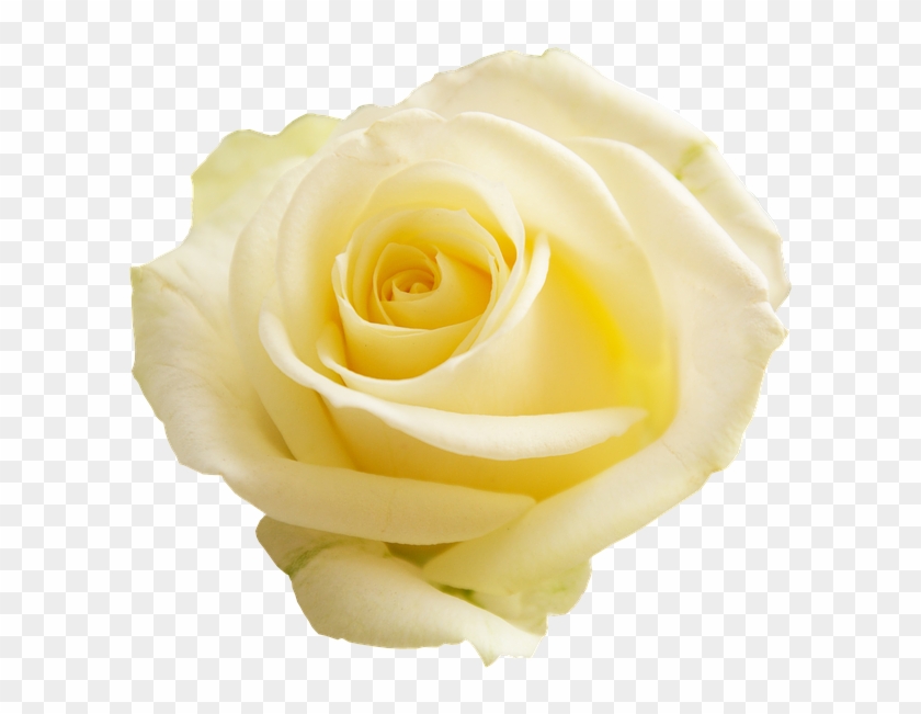 Rose, Apg, Transparent Background, Flowers, Flower - Pale Yellow Flower Transparent Background Clipart #415292