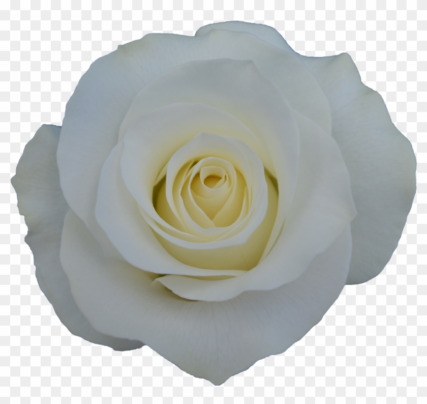 Rose - Garden Roses Clipart #415336