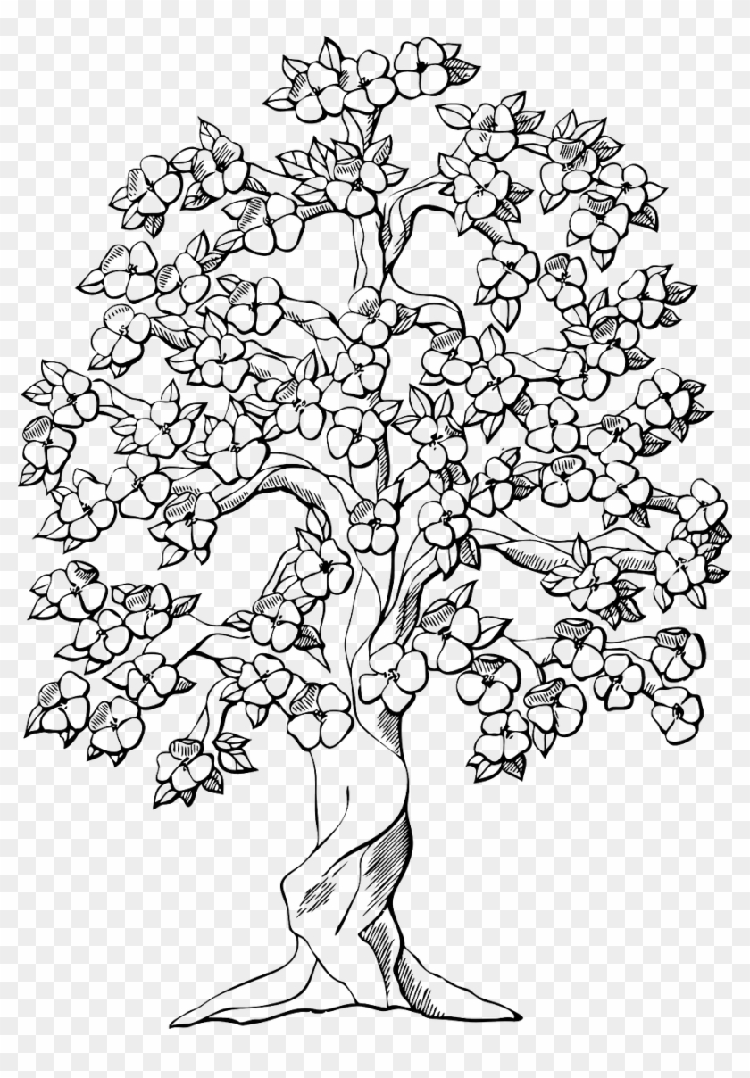 16 Cherry Blossom - Spring Tree Coloring Pages Clipart