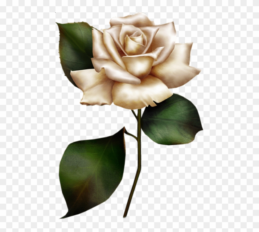 Download Painted White Rose Png Images Background - Cream Rose Drawing Clipart #415382