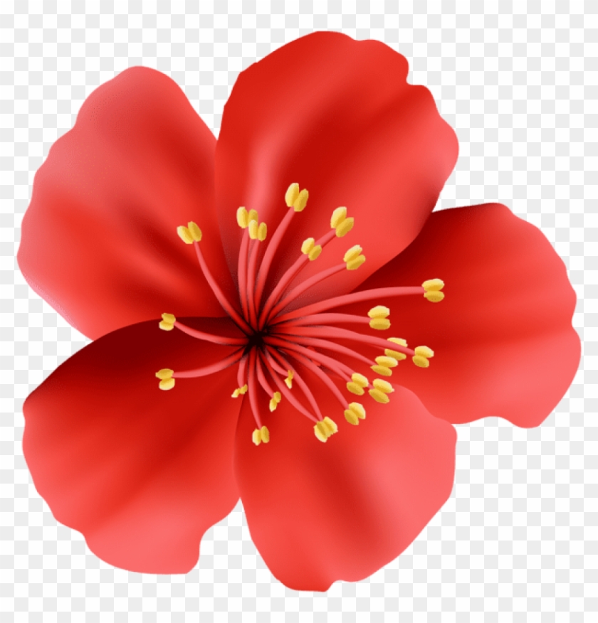 Free Png Download Red Flower Png Images Background - Hawaiian Hibiscus Clipart #417696