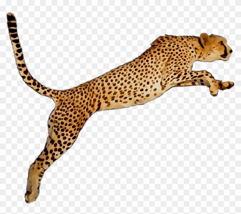 Portable Wallpaper Leopard Desktop Graphics Cheetah - Cheetah Clipart