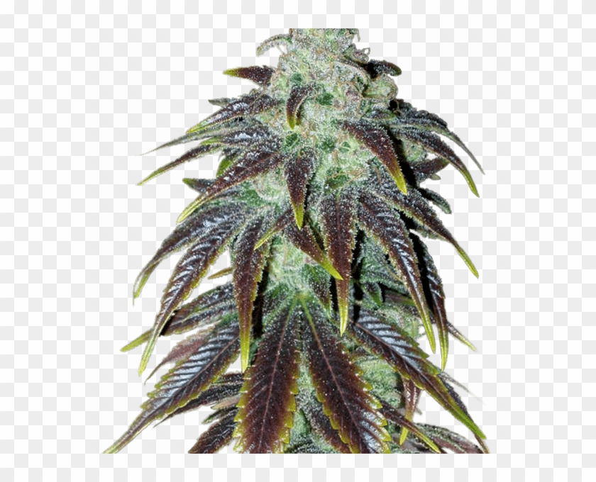 Joint Cannabis Dispensary Is A Fast And Reliable Cannabis - Sour Jack Seeds Clipart #418330