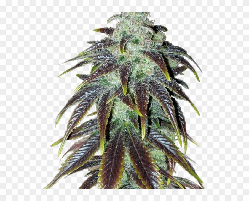 Joint Cannabis Dispensary Is A Fast And Reliable Cannabis - Sour Jack Seeds Clipart #418330
