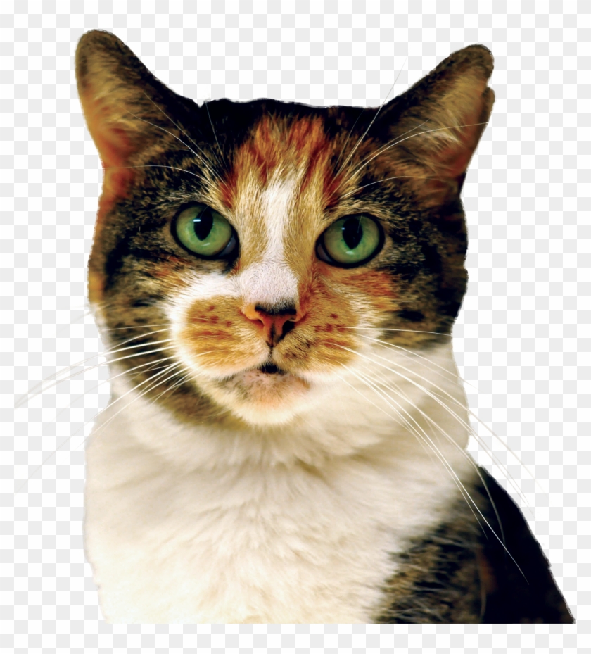 Cat - Domestic Short-haired Cat Clipart #418439