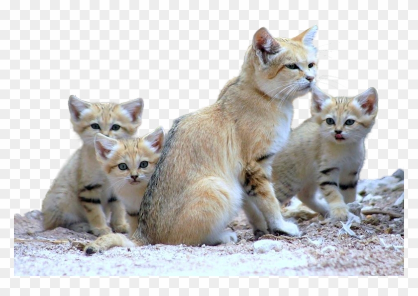 Cats - Cat Family Clipart