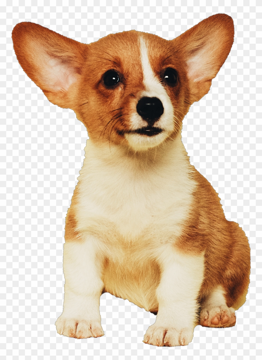 Corgi Sticker - Dog Clipart