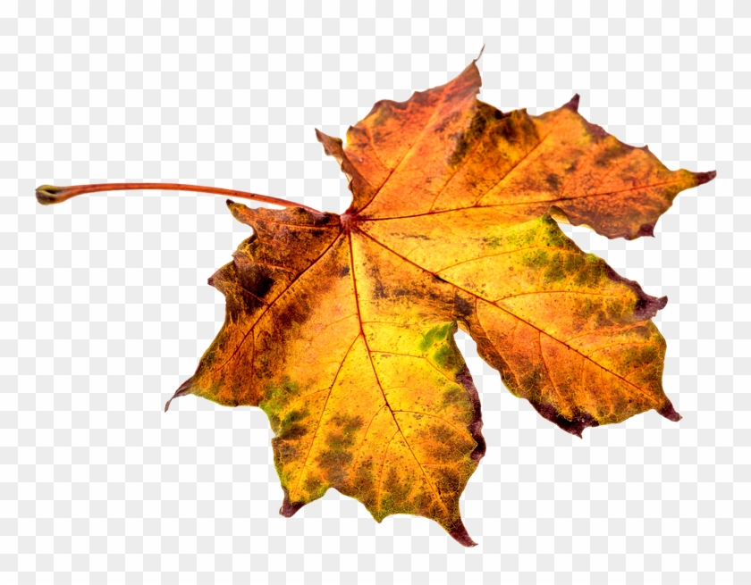 Leaf Png Clipart - Hojas De Otoño Png Transparent Png #419888