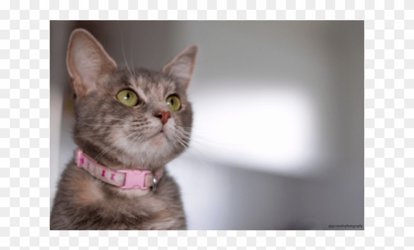 Photo Of Khaleesi - Domestic Short-haired Cat Clipart #4102214