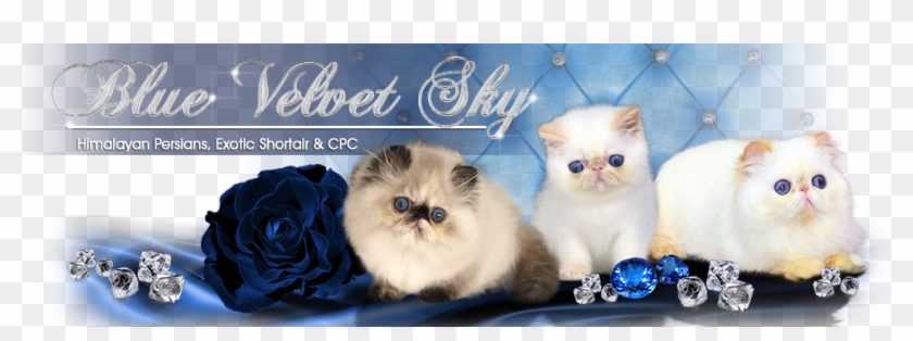 Blue Velvet Sky Cattery - Kitten Clipart #4103766