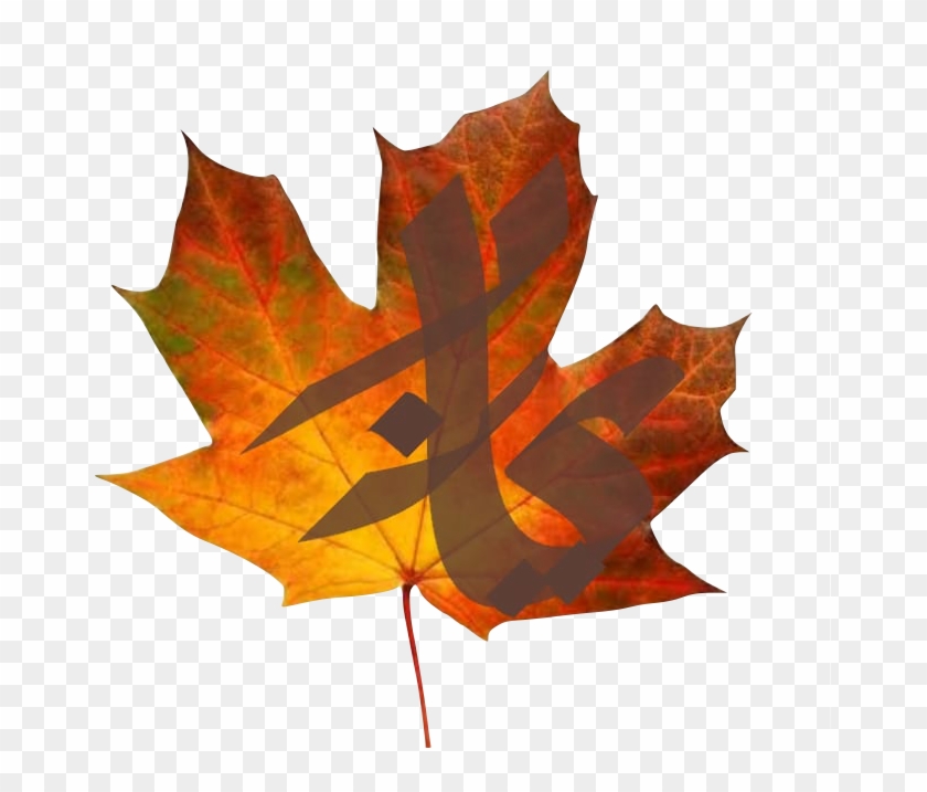 13th, 14th & 15th Velvet Sky - Maple Leaf Clipart