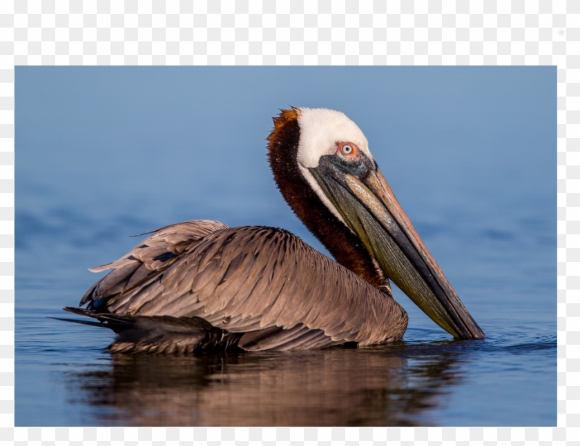 The Shop - Brown Pelican Clipart