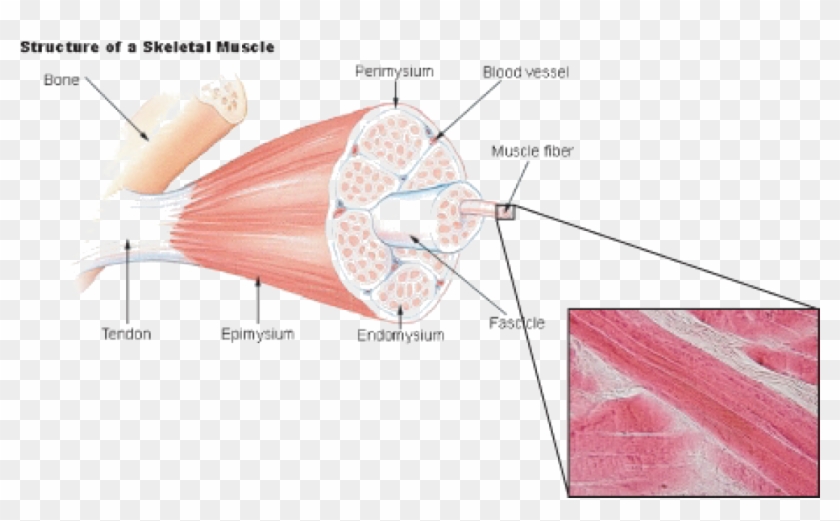 Labeling Of Skeletal Muscle Clipart #4108879