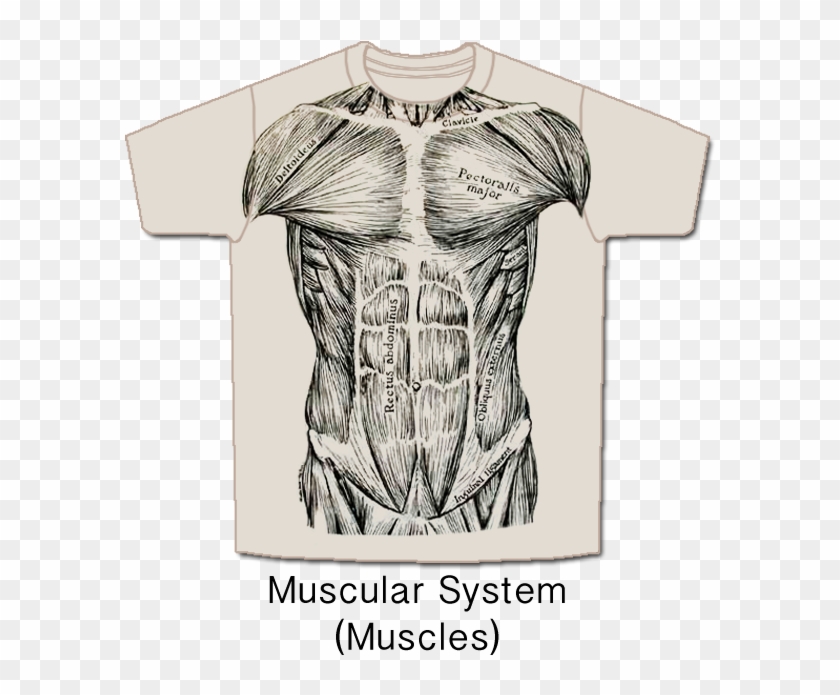 Muscular System T Shirt Clipart #4108917