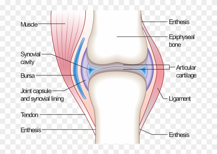 Cartilage Prevents The Bone Ends From Rubbing Directly - Synovial Joint Clipart #4108924