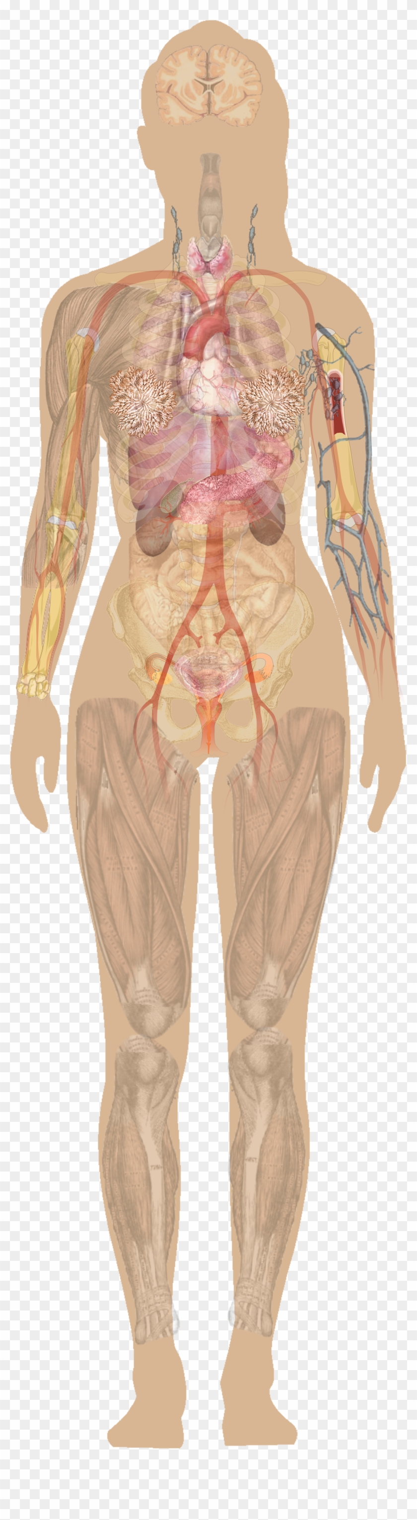 Female Chest Anatomy Diagram Female Human Anatomy - Human Anatomy Organs No Labels Clipart #4109042